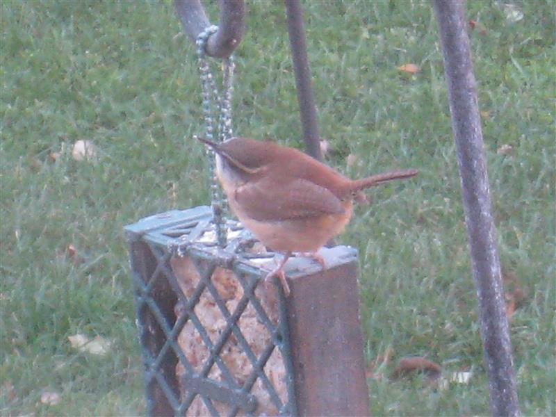  WREN, Carolina 